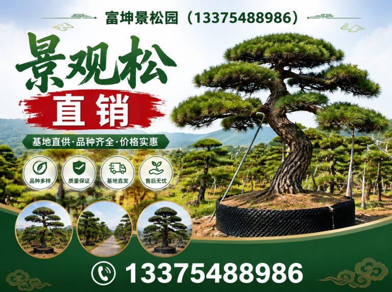 泰安迎客松展示图